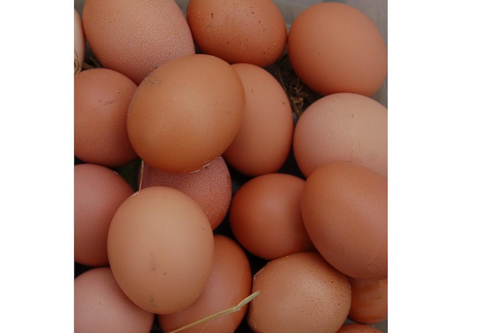 Nantgwynfaen Organic Farm Wales Βίλα Llandysul Εξωτερικό φωτογραφία